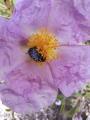 Cistus creticus