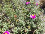 Cistus creticus