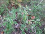 Cistus creticus