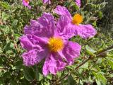 Cistus creticus