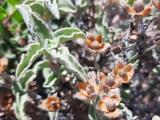 Cistus creticus