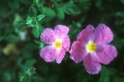 Cistus creticus