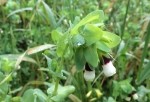 Cerinthe major