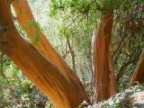 Arbutus andrachne