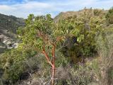 Arbutus andrachne