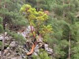 Arbutus andrachne