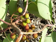 Arbutus andrachne