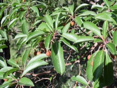 Arbutus andrachne