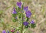 Echium plantagineum