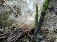 Equisetum telmateia