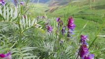 Vicia villosa