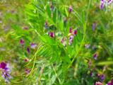 Vicia villosa