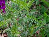 Vicia villosa