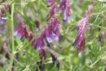 Vicia villosa