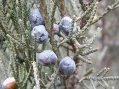 Juniperus chinensis