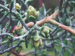 Cupressus arizonica