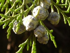 Chamaecyparis lawsoniana