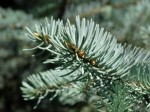 Picea pungens