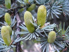 Picea pungens