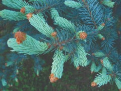 Picea pungens