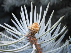 Picea pungens