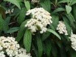 Viburnum rhytidophyllum