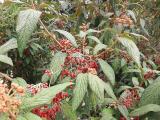 Viburnum rhytidophyllum