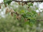 Salix caprea