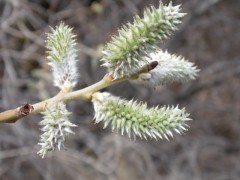 Salix caprea