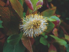 Salix caprea