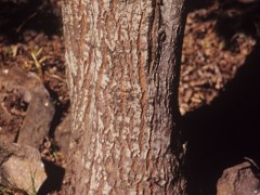 Salix caprea