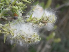 Salix caprea