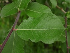 Salix caprea