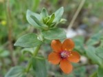 Anagallis arvensis