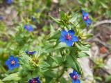 Anagallis arvensis