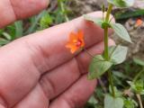 Anagallis arvensis