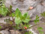 Anagallis arvensis