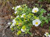 Cistus salviifolius