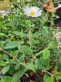 Cistus salviifolius