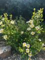 Cistus salviifolius