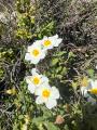 Cistus salviifolius