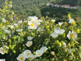 Cistus salviifolius