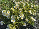 Cistus salviifolius