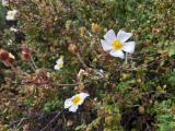 Cistus salviifolius