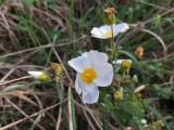 Cistus salviifolius