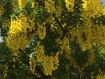 Laburnum anagyroidis