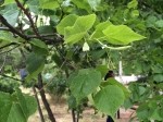 Tilia platyphyllos 