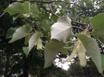 Tilia tomentosa