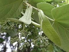 Tilia tomentosa