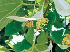 Tilia tomentosa